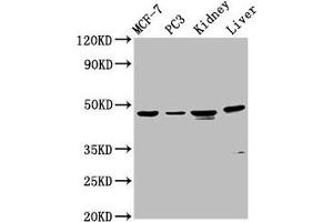 Western Blot Positive WB detected in: MCF-7 whole cell lysate, PC-3 whole cell lysate, Rat kidney tissue, Mouse liver tissue All lanes: HPN antibody at 4. (Hepsin Antikörper  (AA 294-413))