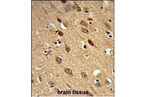 Formalin-fixed and paraffin-embedded human brain reacted with PISD Antibody (Center), which was peroxidase-conjugated to the secondary antibody, followed by DAB staining. (PISD Antikörper  (AA 223-250))