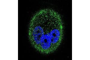 Immunofluorescence (IF) image for anti-Mitogen-Activated Protein Kinase 15 (MAPK15) antibody (ABIN2995325) (MAPK15 Antikörper)