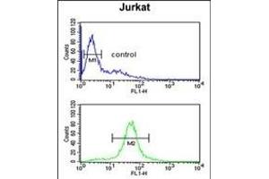 C Antibody (Center) (ABIN650934 and ABIN2840000) flow cytometric analysis of Jurkat cells (bottom histogram) compared to a negative control cell (top histogram). (CCDC130 Antikörper  (AA 173-200))