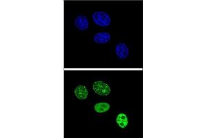 Confocal immunofluorescent analysis of PCNA Antibody (C-term) (ABIN389344 and ABIN2839453) with Hela cell followed by Alexa Fluor 488-conjugated goat anti-rabbit lgG (green). (PCNA Antikörper  (C-Term))