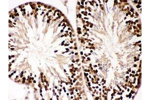 IHC-P: PBK antibody testing of mouse testis tissue (PBK Antikörper  (AA 71-322))
