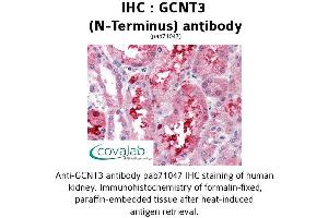 Image no. 1 for anti-Glucosaminyl (N-Acetyl) Transferase 3, Mucin Type (GCNT3) (N-Term) antibody (ABIN1734656)