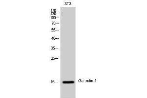 Western Blotting (WB) image for anti-Lectin, Galactoside-Binding, Soluble, 1 (LGALS1) (Internal Region) antibody (ABIN3184729) (LGALS1/Galectin 1 Antikörper  (Internal Region))