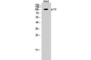 Western Blotting (WB) image for anti-rho GTPase Activating Protein 4 (ARHGAP4) (C-Term) antibody (ABIN3186232) (ARHGAP4 Antikörper  (C-Term))