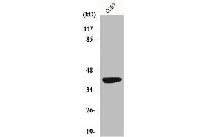 Western Blot analysis of COS7 cells using MRP-S22 Polyclonal Antibody (MRPS22 Antikörper  (Internal Region))