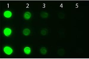 Dot Blot of Goat anti-Human IgG IgA IgM Antibody Fluorescein Conjugated. (Ziege anti-Human IgA, IgG, IgM (Heavy & Light Chain) Antikörper (FITC) - Preadsorbed)