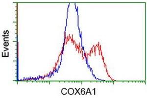 HEK293T cells transfected with either RC210485 overexpress plasmid (Red) or empty vector control plasmid (Blue) were immunostained by anti-COX6A1 antibody (ABIN2452917), and then analyzed by flow cytometry. (COX6A1 Antikörper)