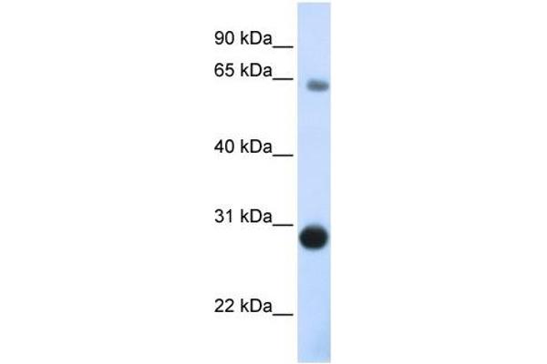 Derlin-3 Antikörper  (C-Term)