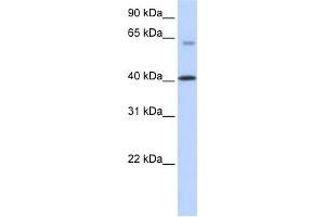 WB Suggested Anti-TMEM195 Antibody Titration:  0. (TMEM195 Antikörper  (N-Term))