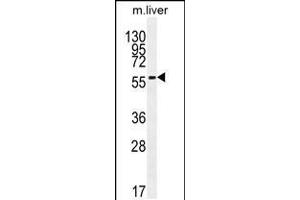 Western blot analysis in mouse liver tissue lysates (35ug/lane). (DHCR7 Antikörper  (C-Term))