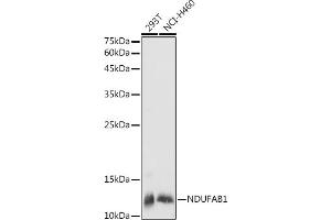 Western Blotting (WB) image for anti-NADH Dehydrogenase (Ubiquinone) 1, alpha/beta Subcomplex, 1, 8kDa (NDUFAB1) (AA 50-150) antibody (ABIN7268817)