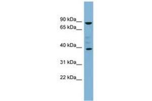Image no. 1 for anti-Membrane-Associated Ring Finger (C3HC4) 8, E3 Ubiquitin Protein Ligase (MARCH8) (C-Term) antibody (ABIN6743135) (MARCH8 Antikörper  (C-Term))