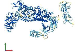 AlphaFold protein structure predicition of Human Recombinant IARS1 Protein, UniprotID P41252