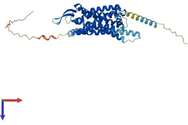 NPY2R Protein (AA 1-381) (His tag)