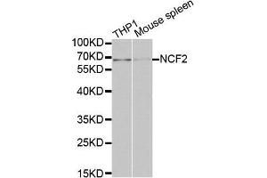 Western Blotting (WB) image for anti-Neutrophil Cytosolic Factor 2 (NCF2) (AA 227-526) antibody (ABIN3021641)