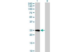 Western Blot analysis of GINS3 expression in transfected 293T cell line by GINS3 MaxPab polyclonal antibody. (GINS3 Antikörper  (AA 1-216))