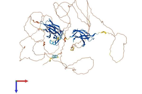 NFAT1 Protein (AA 1-925) (His tag)
