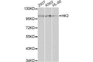 Western blot analysis of extracts of various cell lines, using HK2 antibody (ABIN1873023) at 1:1000 dilution. (Hexokinase 2 Antikörper)