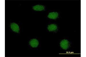 Immunofluorescence of purified MaxPab antibody to FOXI1 on HeLa cell. (FOXI1 Antikörper  (AA 1-283))