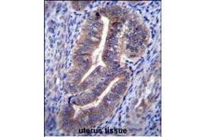 Antibody (C-term) (ABIN656481 and ABIN2845761) immunohistochemistry analysis in formalin fixed and paraffin embedded human uterus tissue followed by peroxidase conjugation of the secondary antibody and DAB staining. (ELAPOR1 Antikörper  (C-Term))