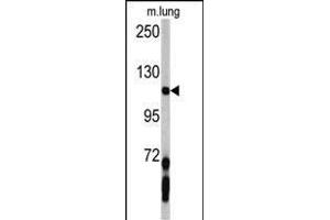 Western blot analysis of PDGFRA antibody (C-term ) (ABIN392022 and ABIN2841798) in mouse lung tissue lysates (35 μg/lane). (PDGFRA Antikörper  (C-Term))