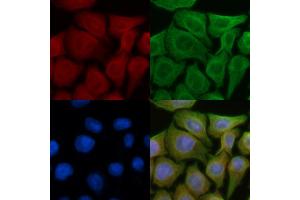 ABIN6257173 and ABIN6274284 staining Hela cells(45 min of heat-shock) by IF/ICC. (Ephrin A3 Antikörper  (C-Term))
