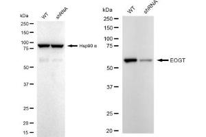 Western blotting analysis using EOGT antibody (ABIN7798081). (Rekombinanter AER61 Antikörper)