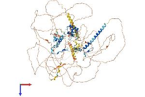 TRERF1 Protein (AA 1-1205) (His tag)