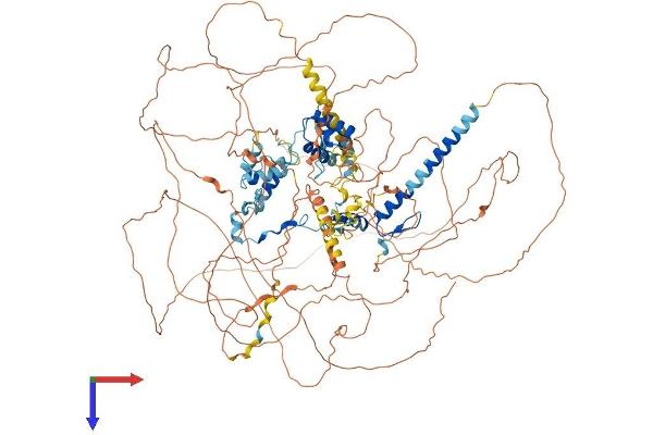 TRERF1 Protein (AA 1-1205) (His tag)