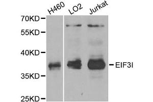 Western blot analysis of extracts of various cell lines, using EIF3I antibody (ABIN2562390) at 1:1000 dilution. (EIF3I Antikörper)