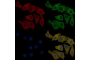 PLCG2 Mouse Monoclonal Antibody staining Hela cells by IF/ICC.