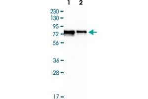 Western Blot (Cell lysate) analysis of Lane 1: RT-4 cell lysate, Lane 2: U-251 MG cell lysate with FMR1 polyclonal antibody  at 1:250 - 1:500 dilution.