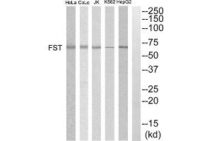 Western blot analysis of extracts from HepG2, K562, COLO205, Jurkat and HeLa cells, using FST antibody. (Follistatin Antikörper  (Internal Region))