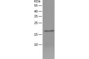Western Blotting (WB) image for BCL2-Associated X Protein (BAX) (AA 1-171) protein (His tag) (ABIN7121984)