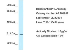 Western Blotting (WB) image for anti-Biphenyl Hydrolase-Like (Serine Hydrolase) (BPHL) (N-Term) antibody (ABIN2788926) (BPHL Antikörper  (N-Term))