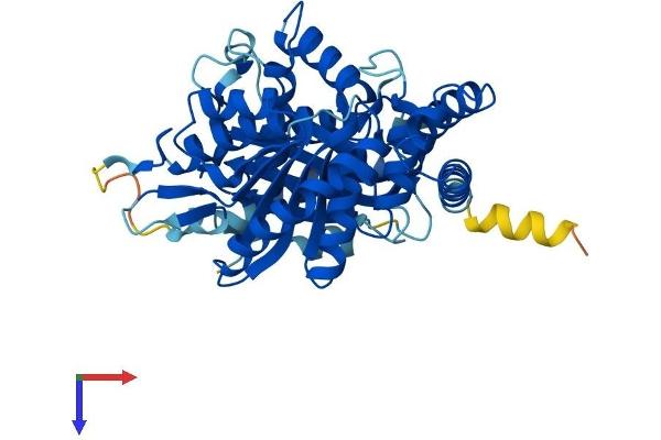 TUBA3E Protein (AA 1-450) (His tag)
