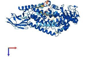 ALOX12B Protein (AA 1-701) (His tag)