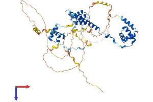 Rcor2 Protein (AA 1-523) (His tag)