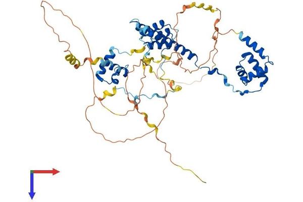 Rcor2 Protein (AA 1-523) (His tag)