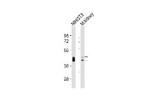 All lanes : Anti-Bmi1 Antibody (Center) at 1:2000 dilution Lane 1: NIH/3T3 whole cell lysates Lane 2: mouse kidney lysates Lysates/proteins at 20 μg per lane. (BMI1 Antikörper  (AA 109-143))