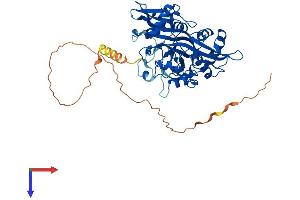 NMT1 Protein (AA 1-496) (His tag)