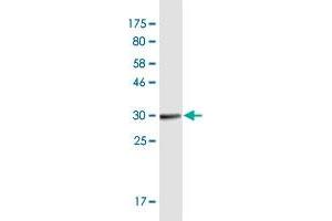 Western Blot detection against Immunogen (32. (OR1I1 Antikörper  (AA 293-355))