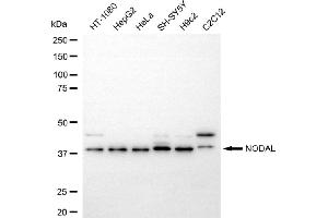 Western blotting analysis using NODAL antibody (ABIN7799614).