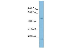 C17orf75 antibody used at 1 ug/ml to detect target protein.