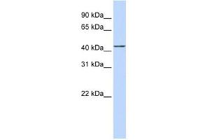 ACTR2 antibody used at 1 ug/ml to detect target protein. (ACTR2 Antikörper)