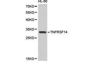 Western Blotting (WB) image for anti-Tumor Necrosis Factor Receptor Superfamily, Member 14 (TNFRSF14) antibody (ABIN1875130) (HVEM Antikörper)
