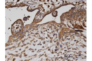 Immunoperoxidase of monoclonal antibody to AP2B1 on formalin-fixed paraffin-embedded human placenta. (AP2B1 Antikörper  (AA 585-651))