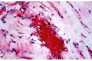 Mouse Muscle: Formalin-Fixed, Paraffin-Embedded (FFPE) (APOA1 Antikörper)