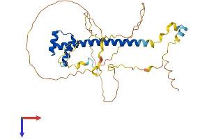 TLX1 Protein (AA 1-330) (His tag)